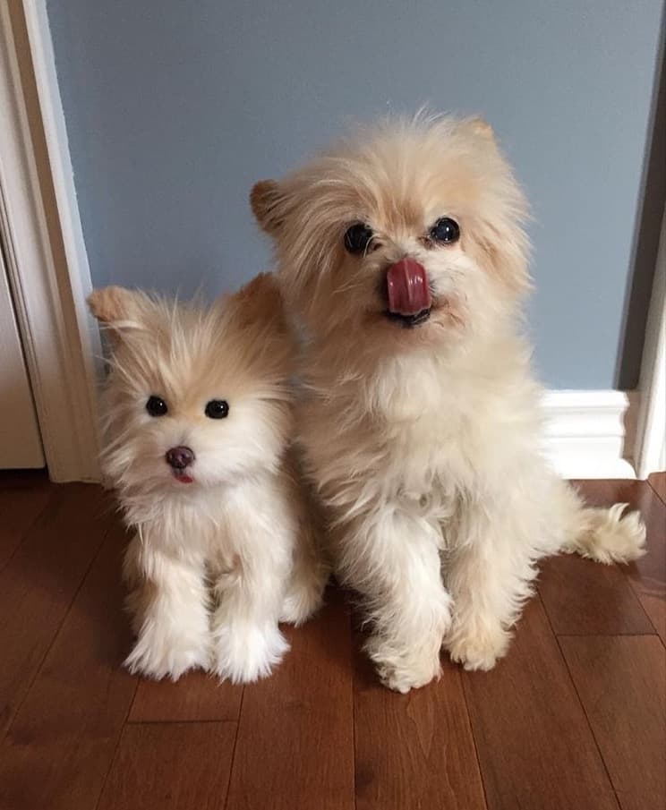 stuffed animal replicas of your pets